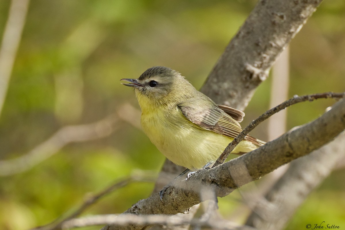 Philadelphia Vireo - ML635714735