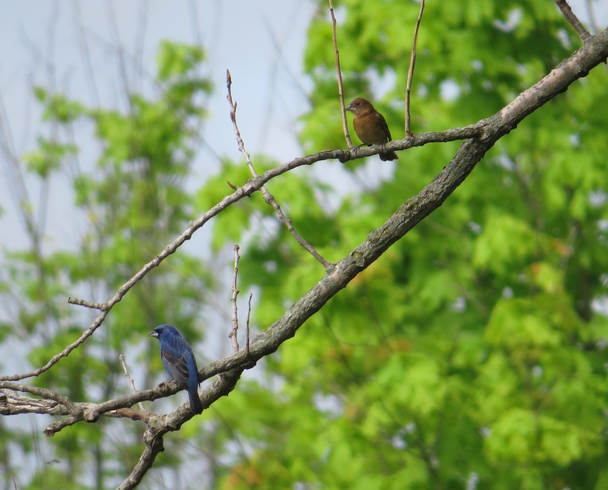 Blue Grosbeak - ML635714754