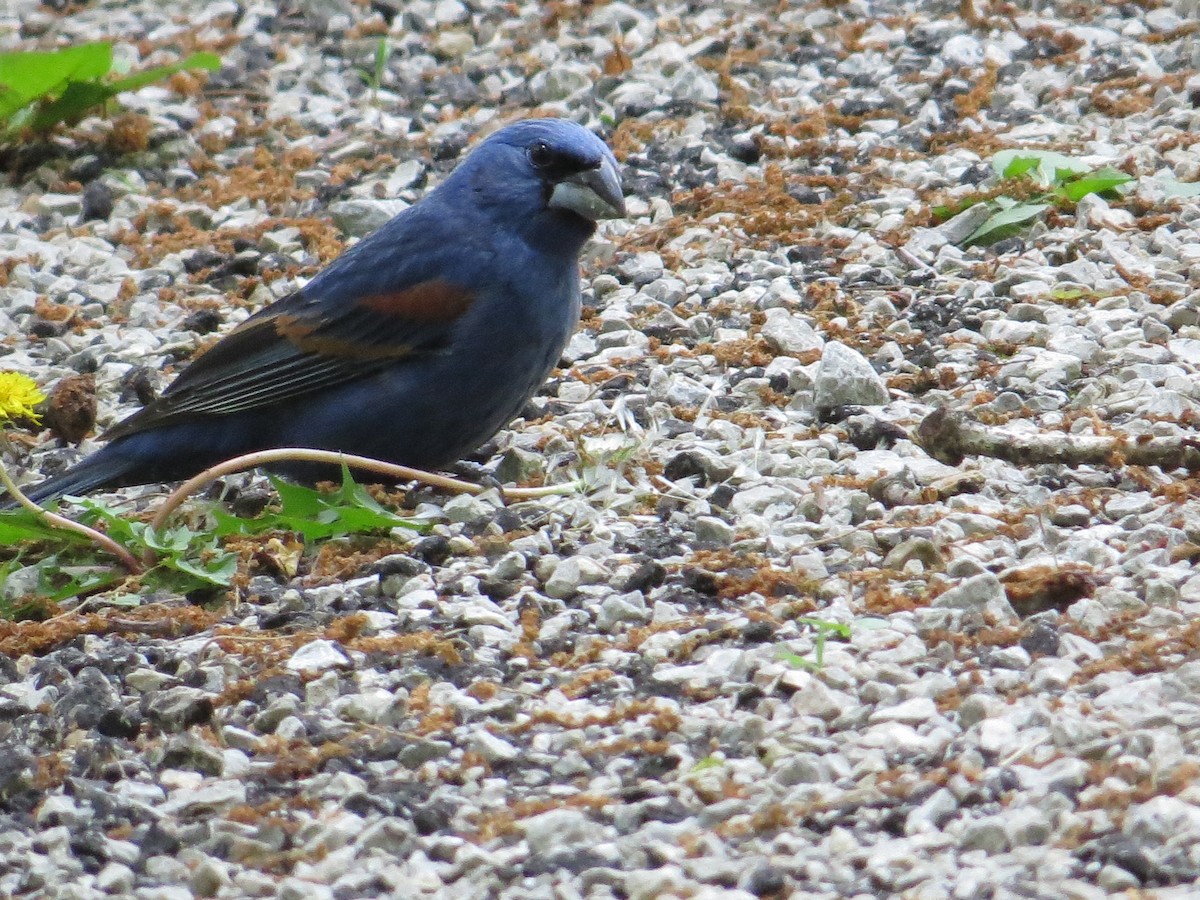 Blue Grosbeak - ML635714755
