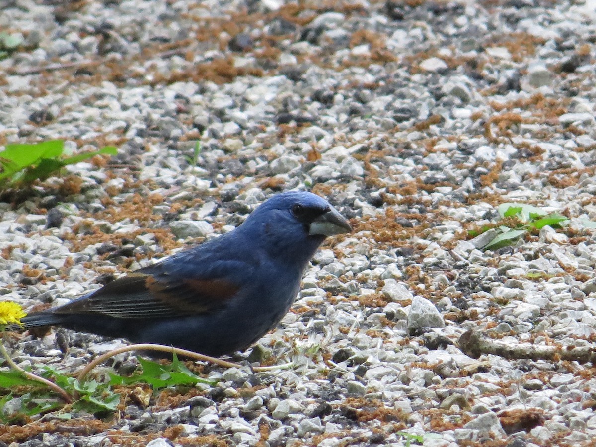Blue Grosbeak - ML635714762
