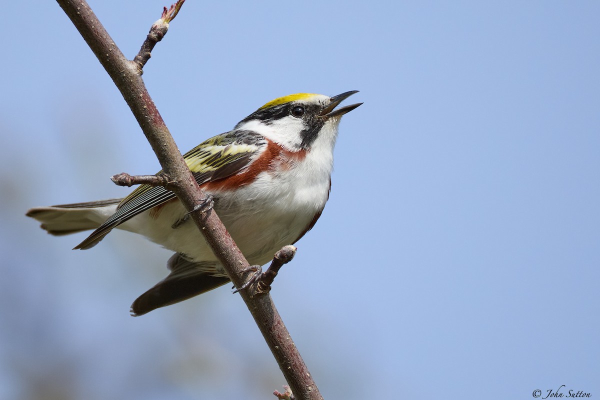 Chestnut-sided Warbler - ML635714773