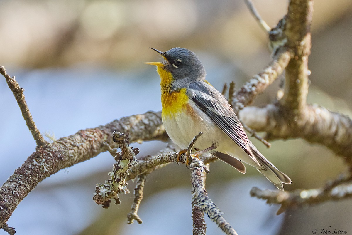 Northern Parula - ML635714797