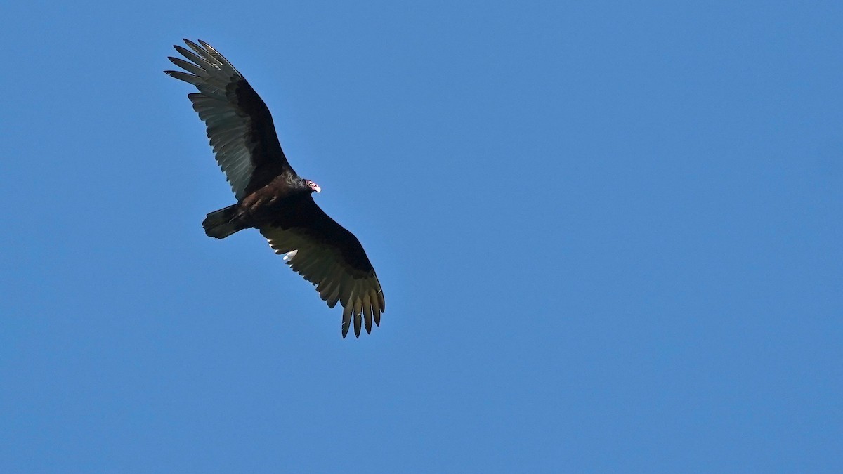 Turkey Vulture - ML635714798