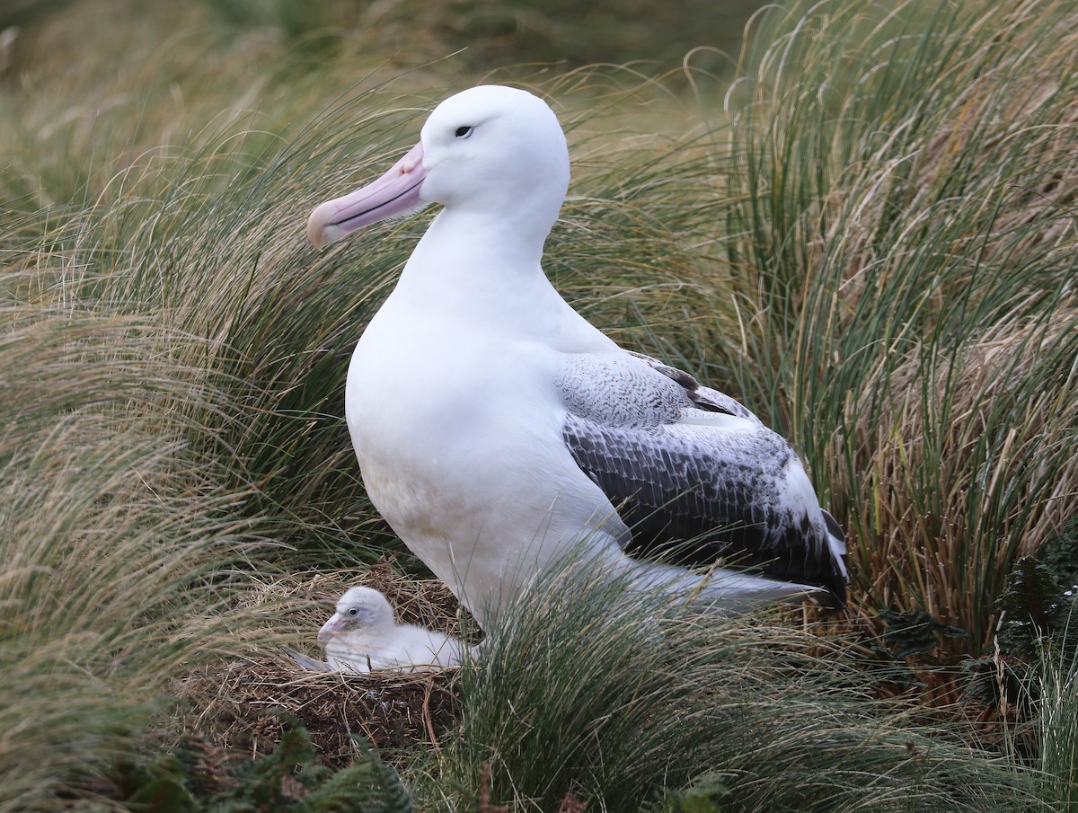 Southern Royal Albatross - ML635714874