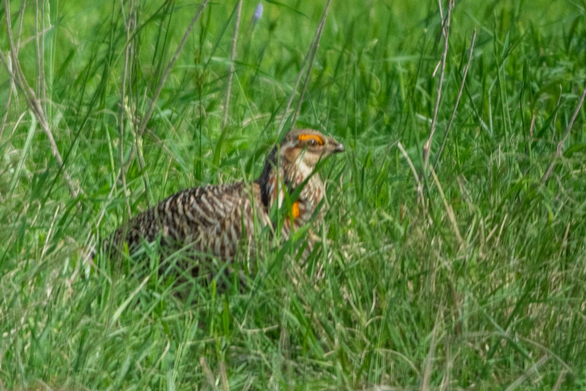 tetřívek prériový (ssp. attwateri) - ML635714906