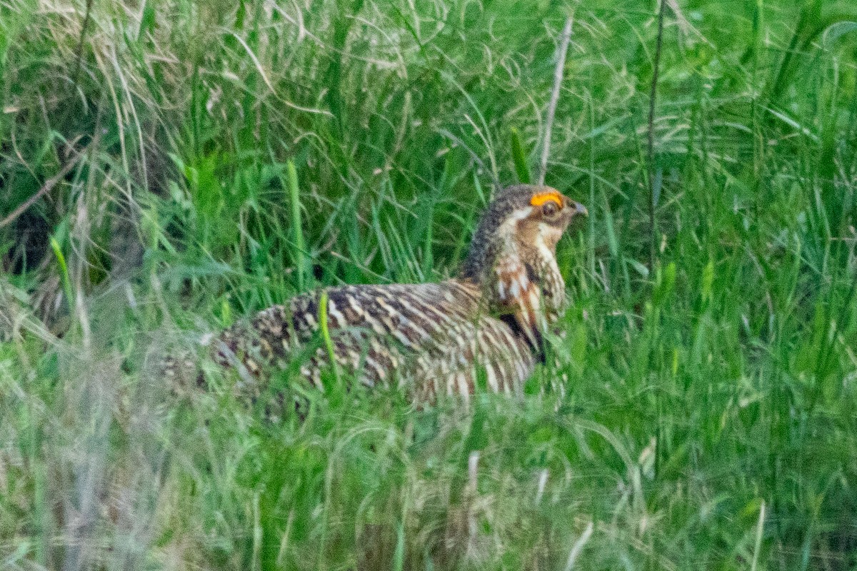 tetřívek prériový (ssp. attwateri) - ML635714907
