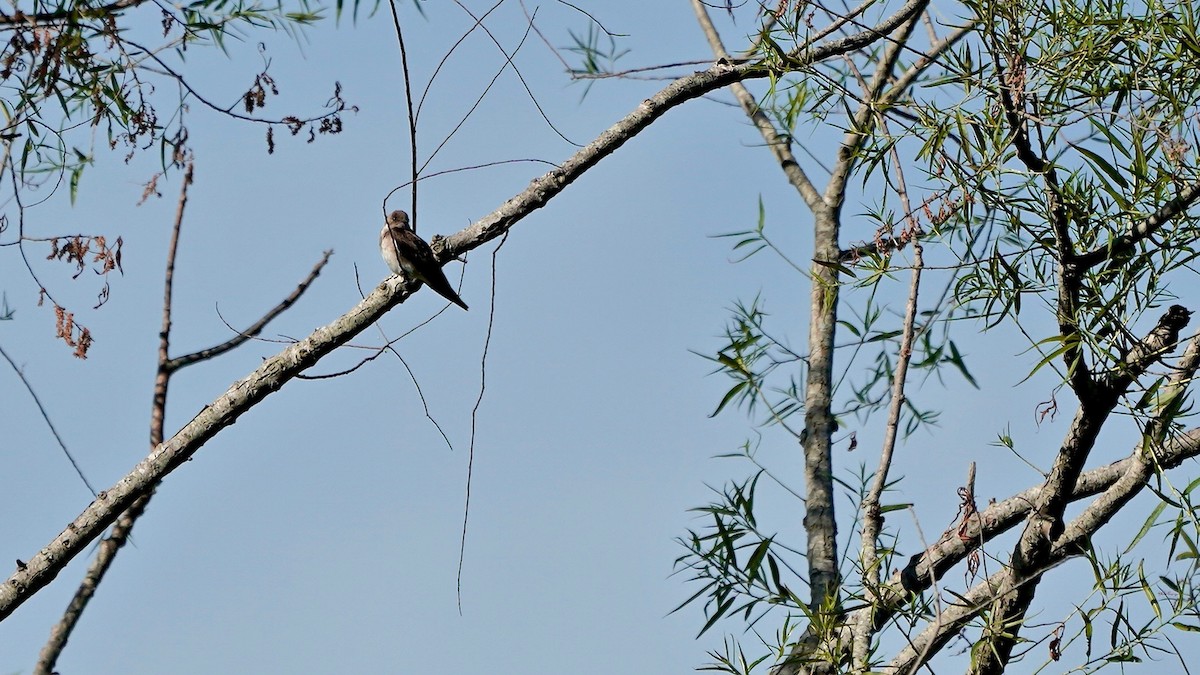 Northern Rough-winged Swallow - ML635714931