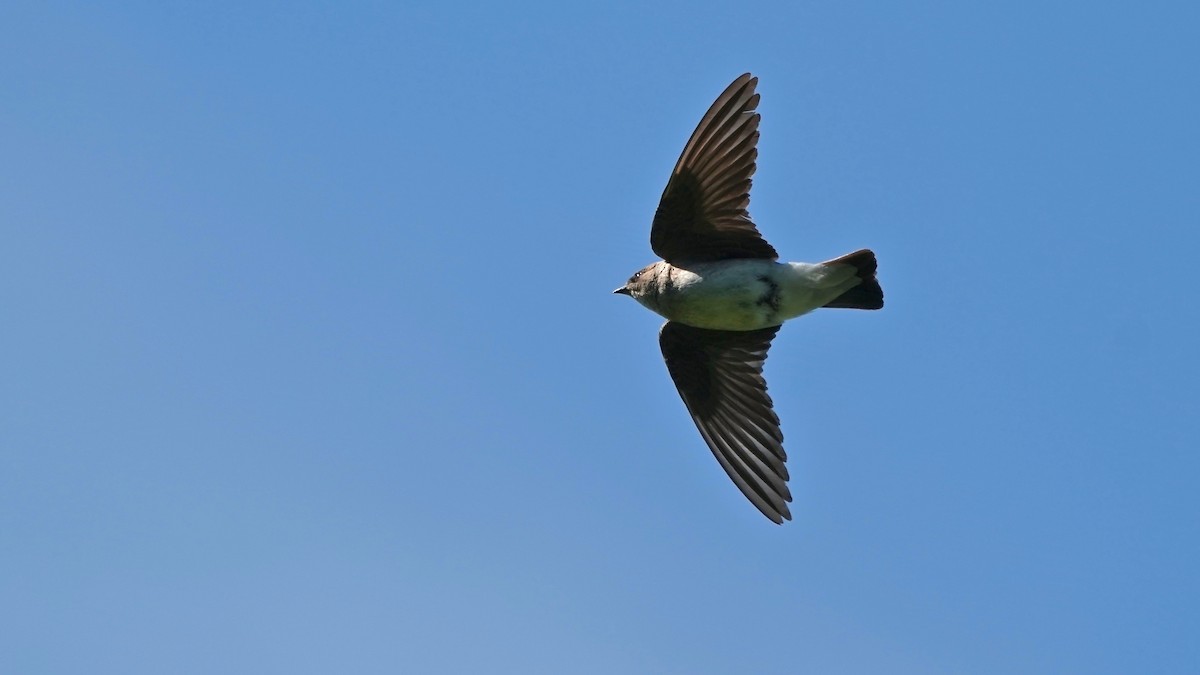 Northern Rough-winged Swallow - ML635714951