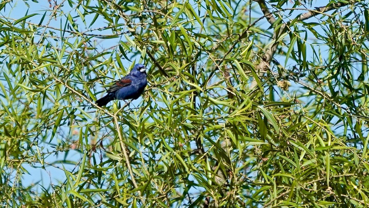 Blue Grosbeak - ML635714970