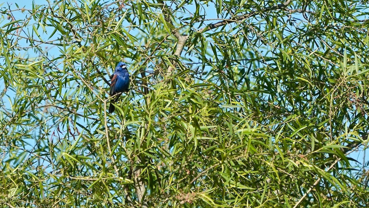 Blue Grosbeak - ML635714972