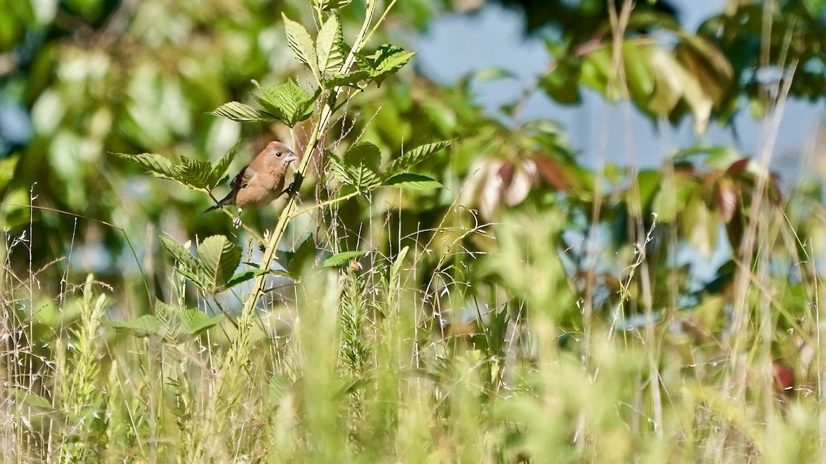 Blue Grosbeak - ML635714989