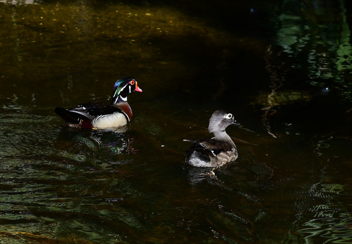 Pato Joyuyo - ML635715006