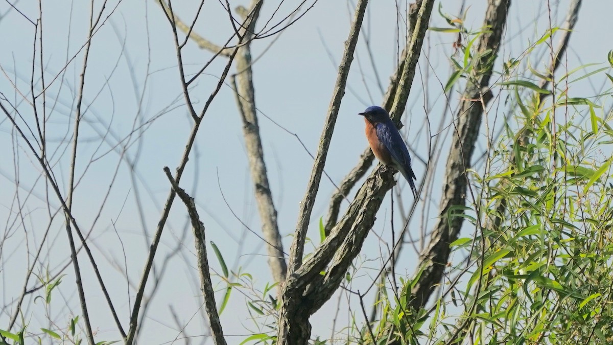 Eastern Bluebird - ML635715028