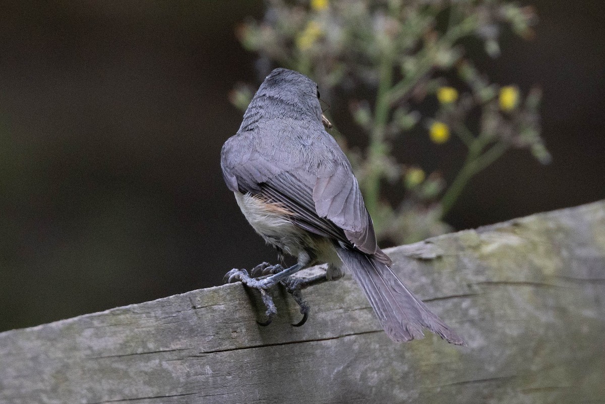 Tufted Titmouse - ML635715043