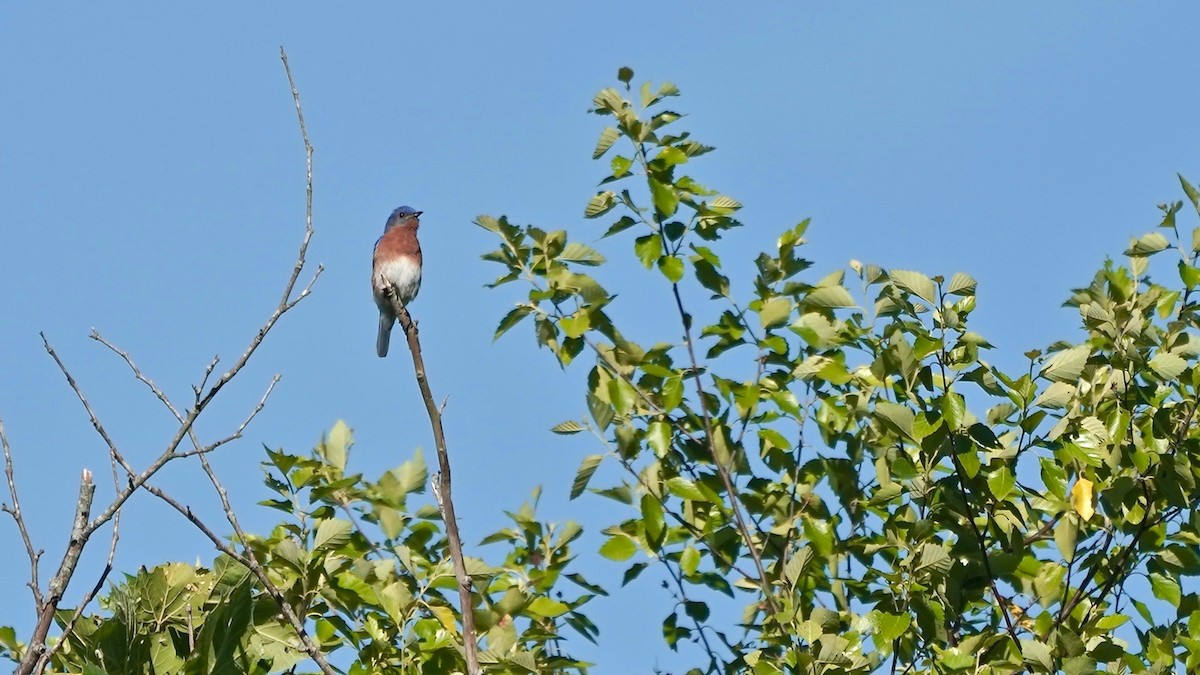 Eastern Bluebird - ML635715045