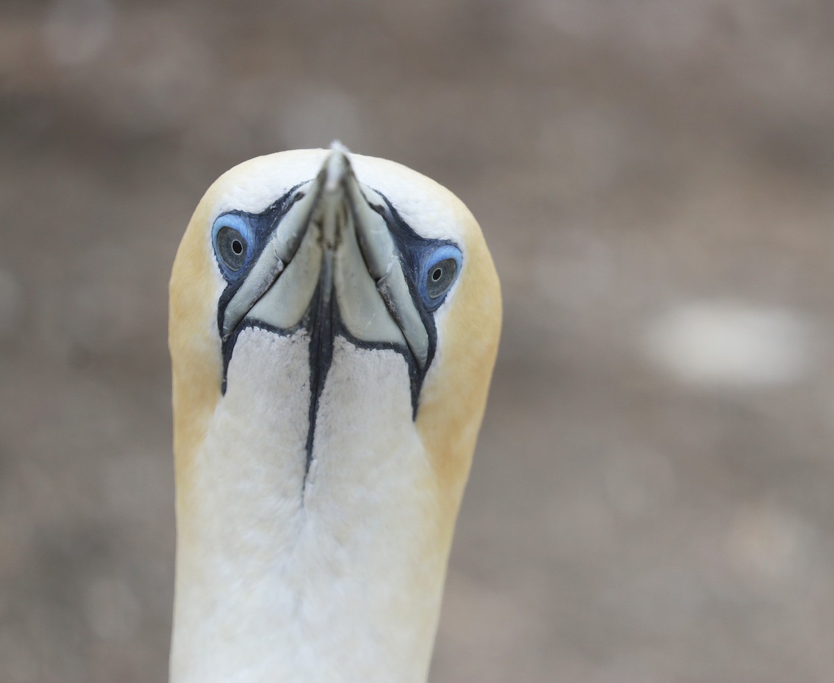 Australasian Gannet - ML635715055