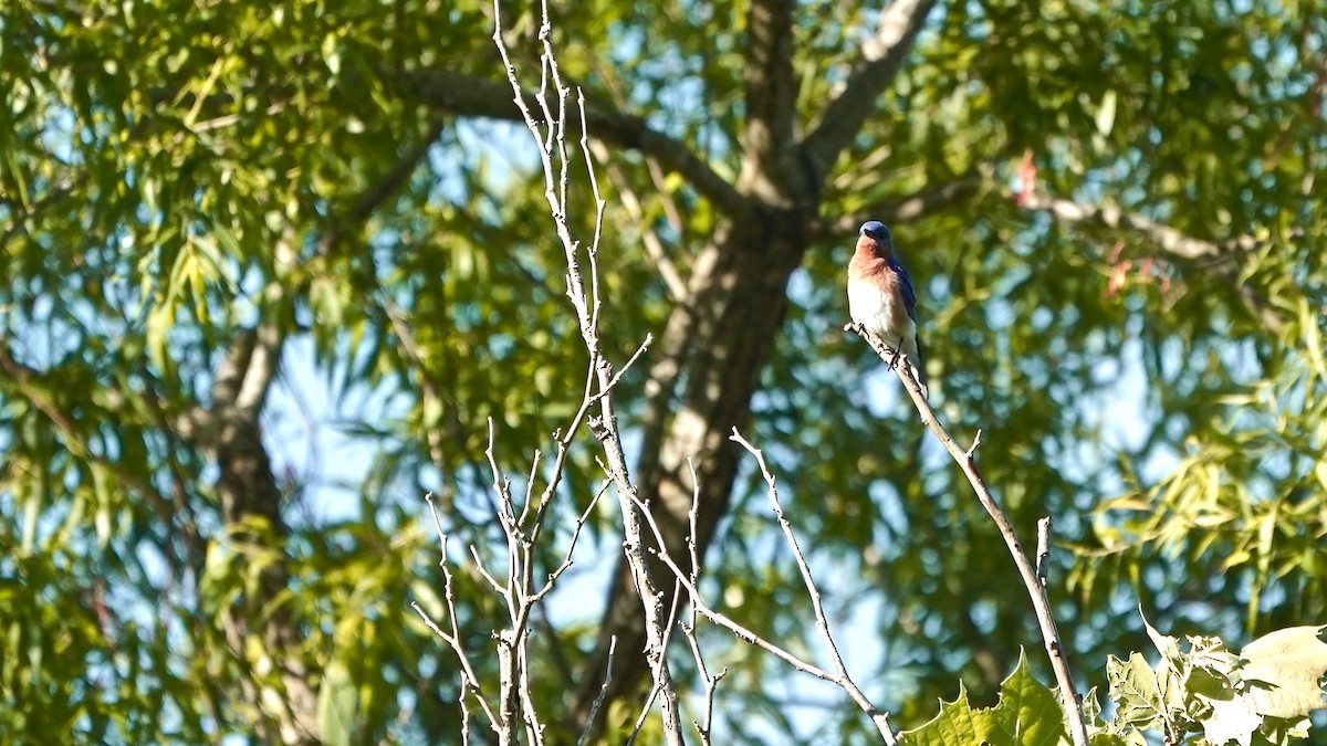 Eastern Bluebird - ML635715081