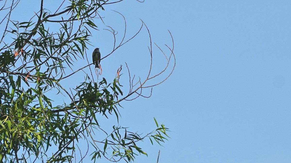 Yellow-rumped Warbler - ML635715154