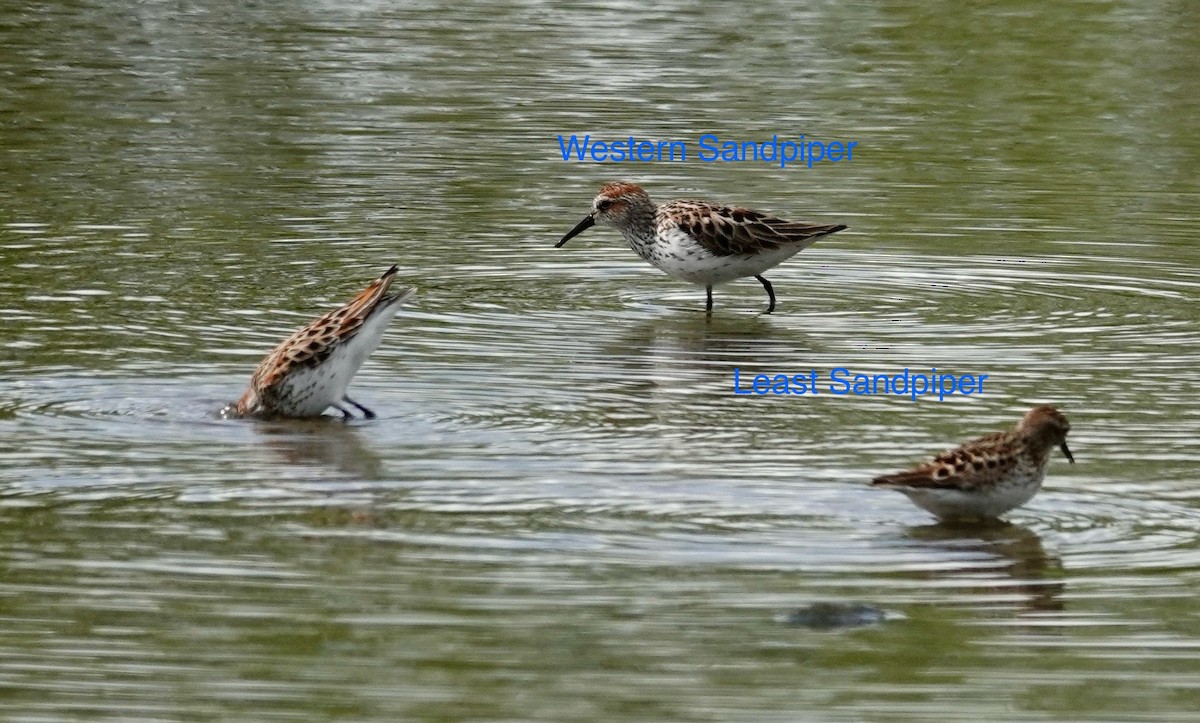 Least Sandpiper - ML635715193