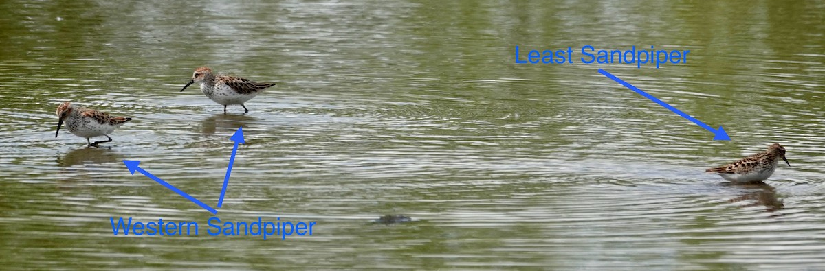 Least Sandpiper - ML635715194