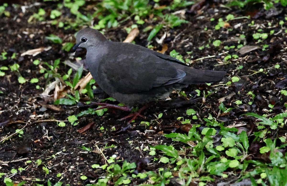 Gray-chested Dove - ML635715271