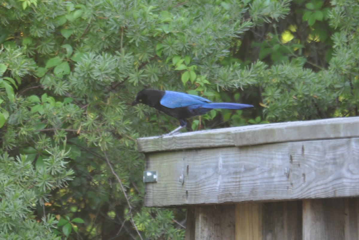 San Blas Jay - ML635715297