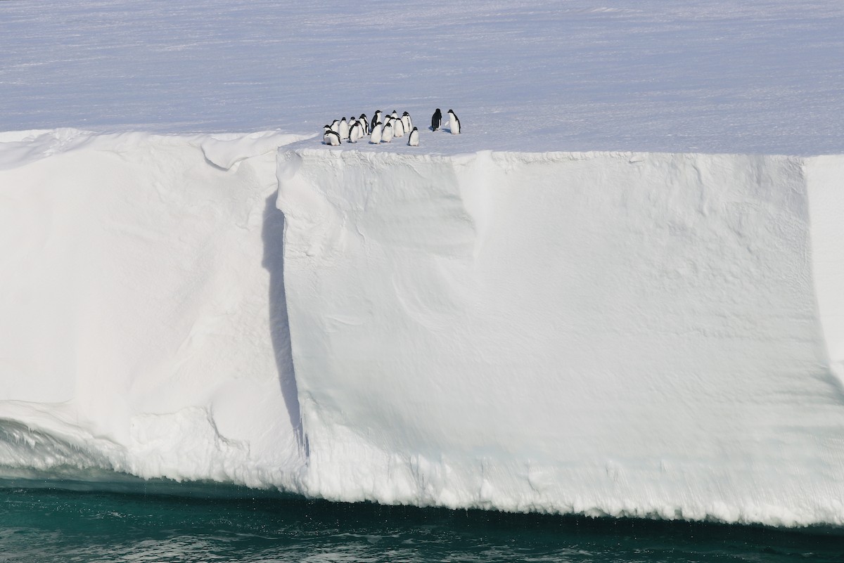 Adelie Penguin - ML635715362