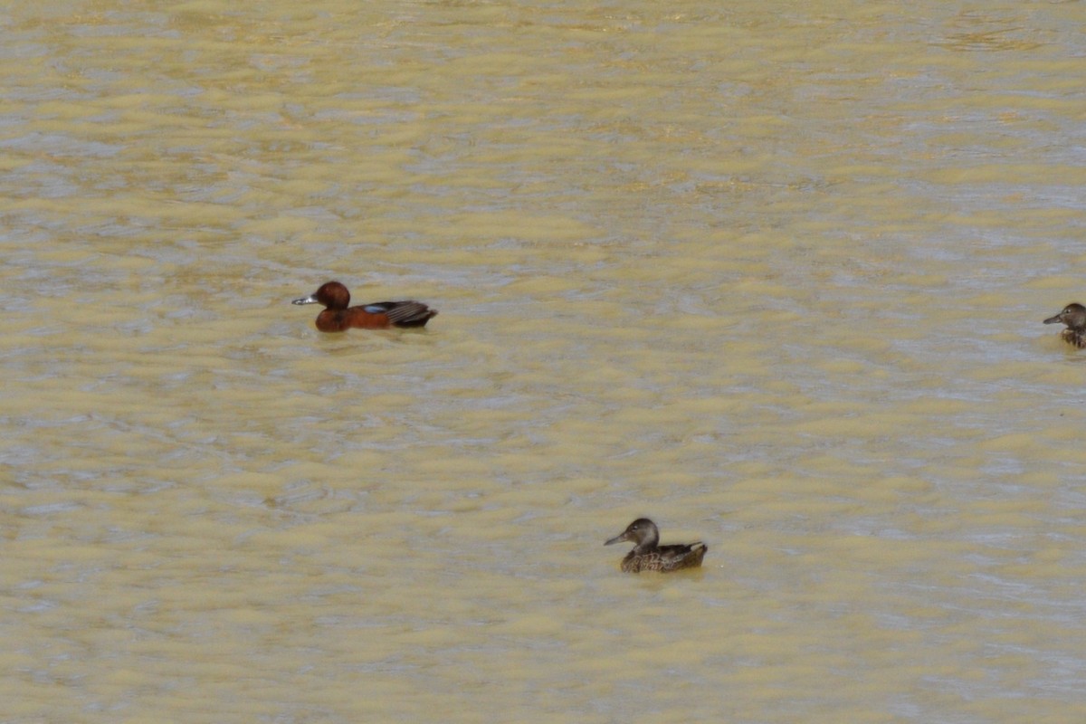 Cinnamon Teal - ML635715377