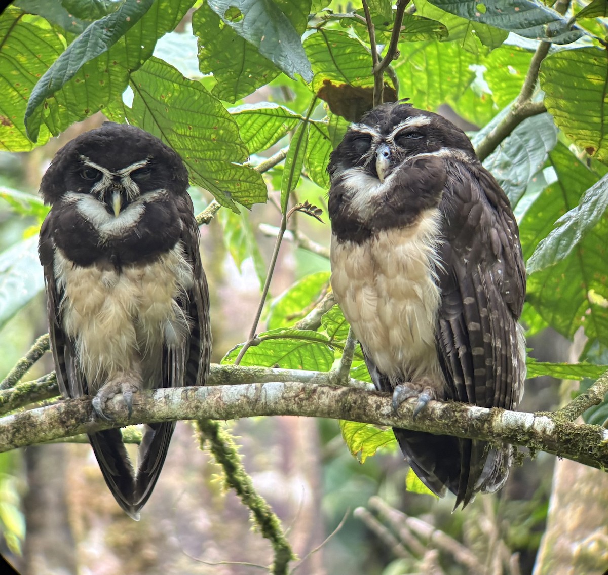 Spectacled Owl - ML635715391