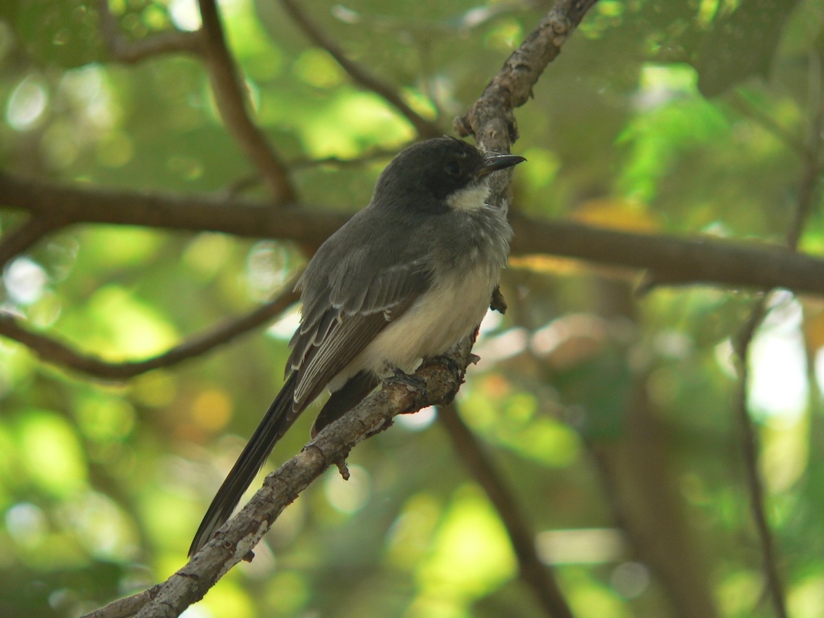 Northern Fantail - ML63571541