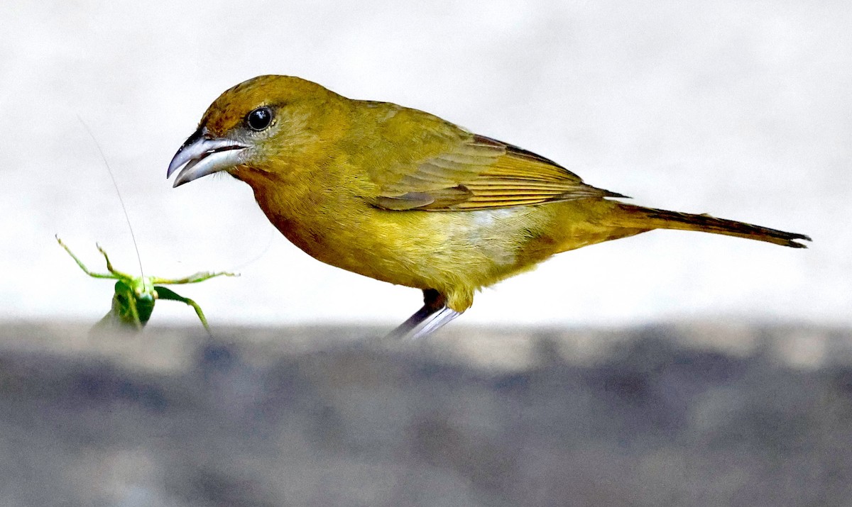 Carmiol's Tanager - ML635715417