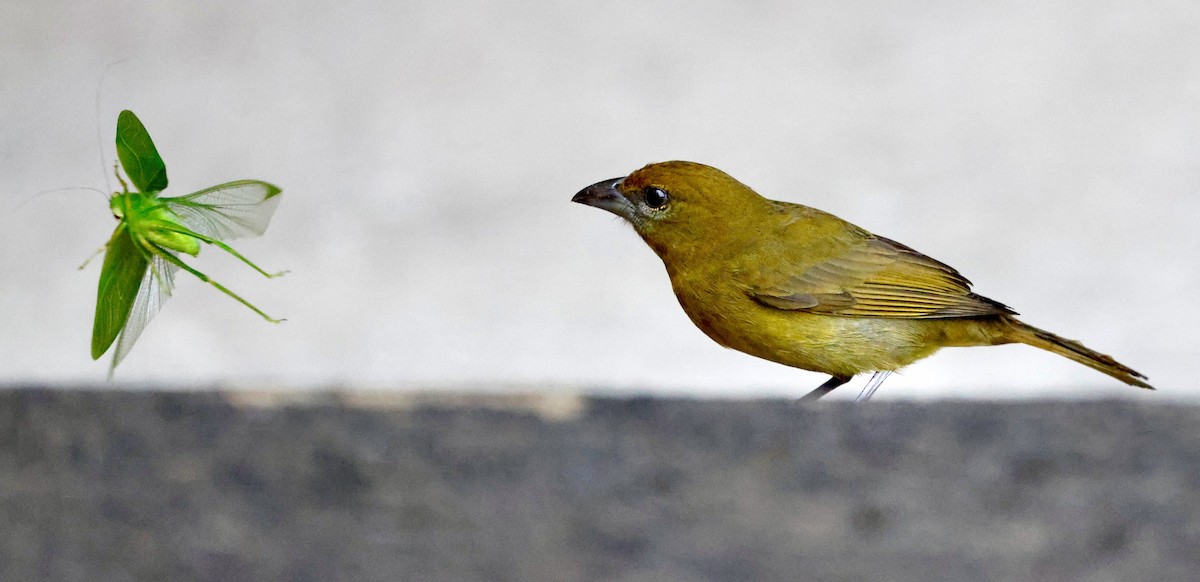Carmiol's Tanager - ML635715418