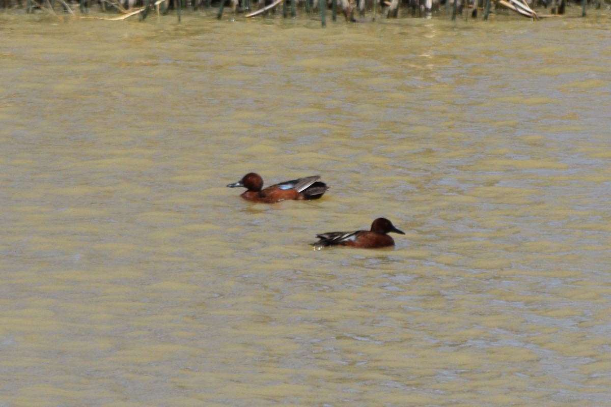 Cinnamon Teal - ML635715437