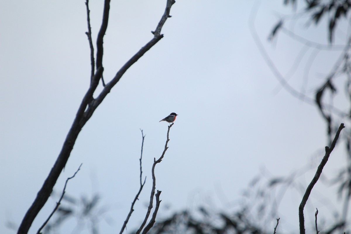Scarlet Robin - ML635715493