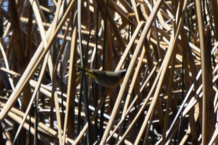 Common Yellowthroat - ML635715519