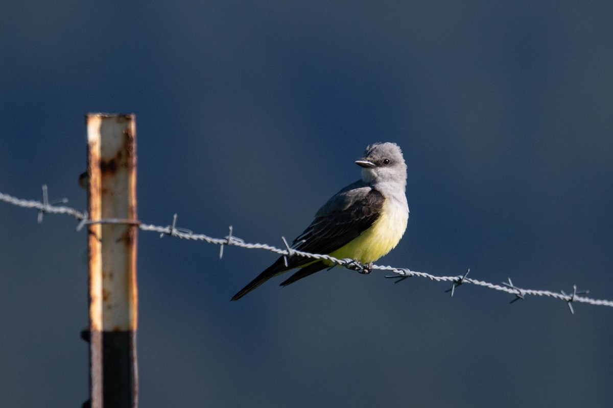 Western Kingbird - ML635715560