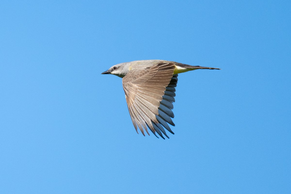 Western Kingbird - ML635715583