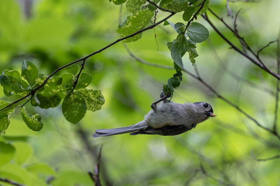 Tufted Titmouse - ML635715614