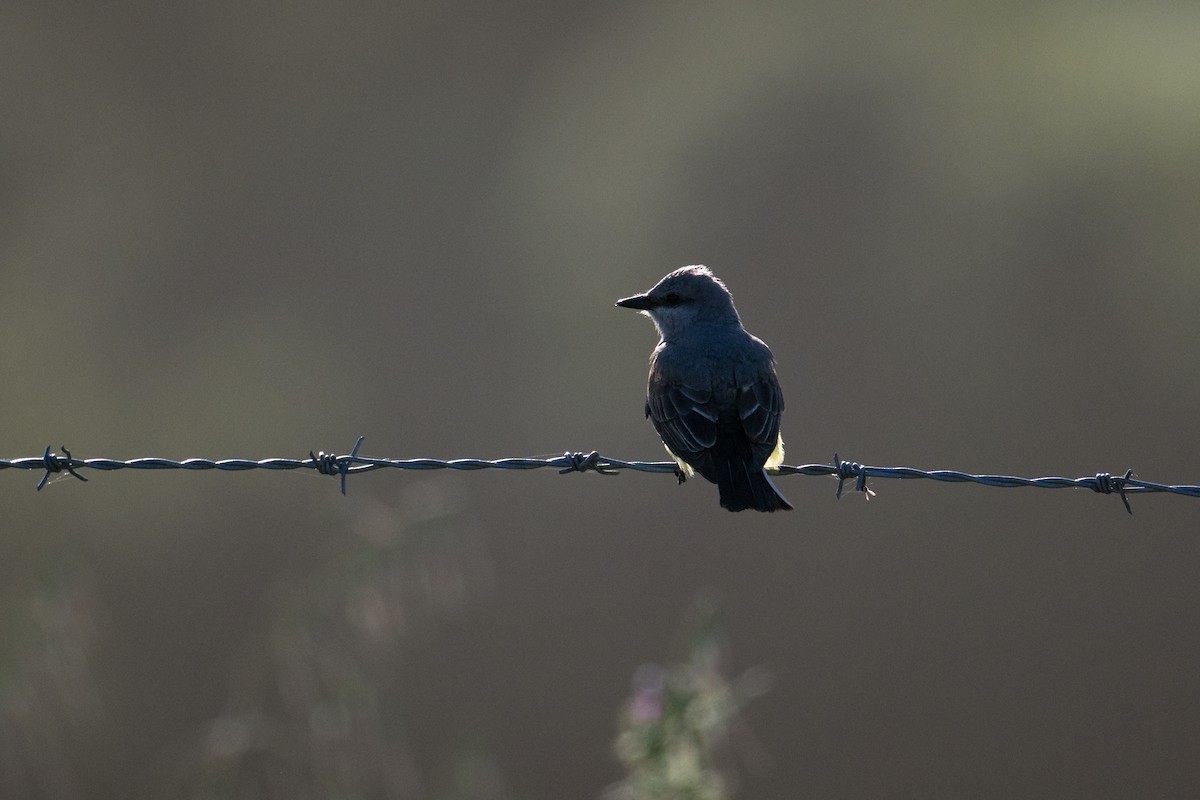 Western Kingbird - ML635715619