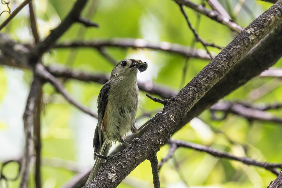 Tufted Titmouse - ML635715624