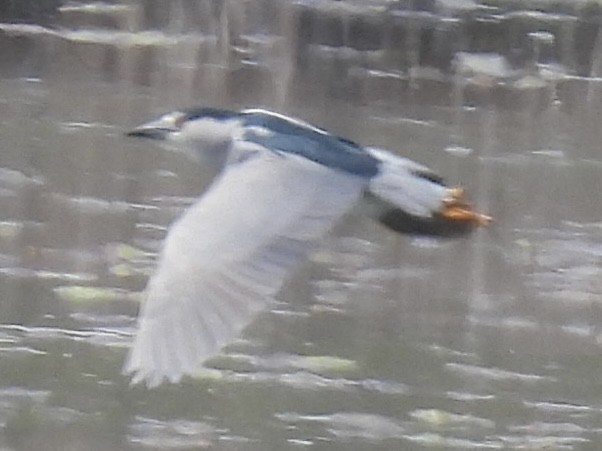 Ногоовор зашин - ML635715750