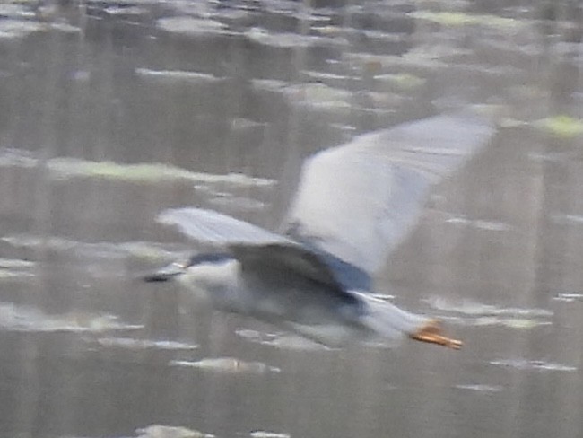 Ногоовор зашин - ML635715751