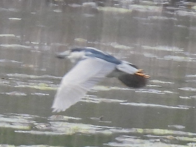 Ногоовор зашин - ML635715752