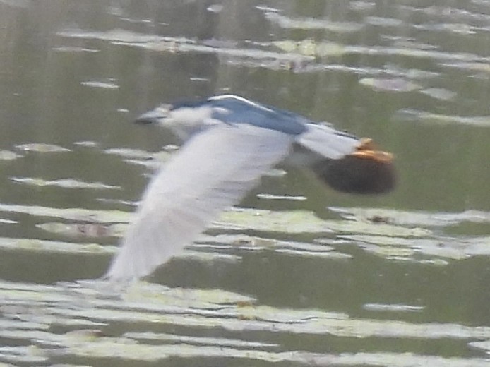 Ногоовор зашин - ML635715753