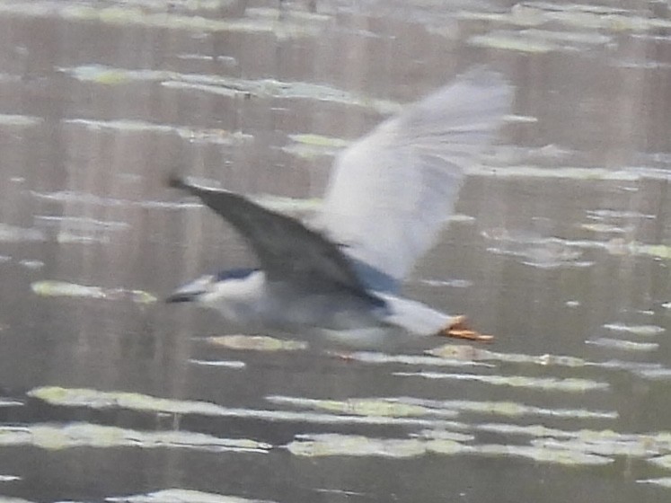 Ногоовор зашин - ML635715754