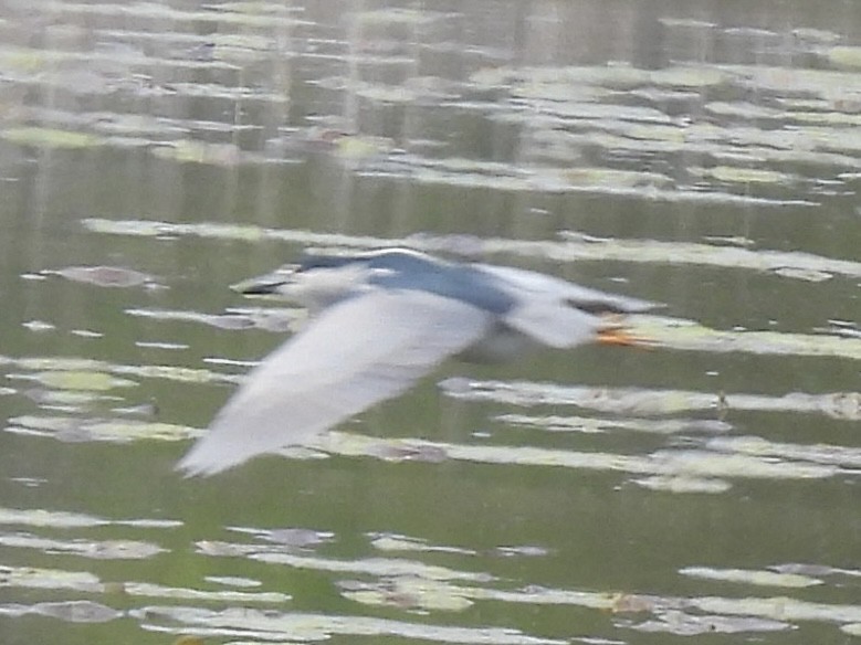 Ногоовор зашин - ML635715755