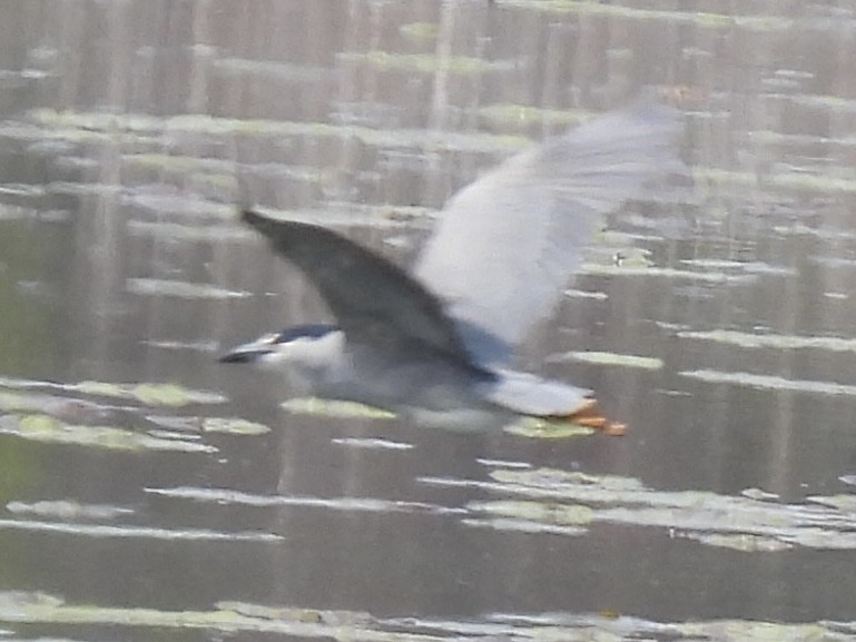 Ногоовор зашин - ML635715756