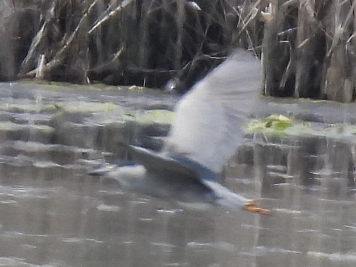 Ногоовор зашин - ML635715757