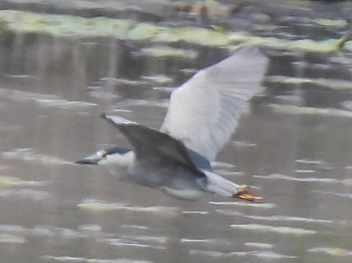 Ногоовор зашин - ML635715758