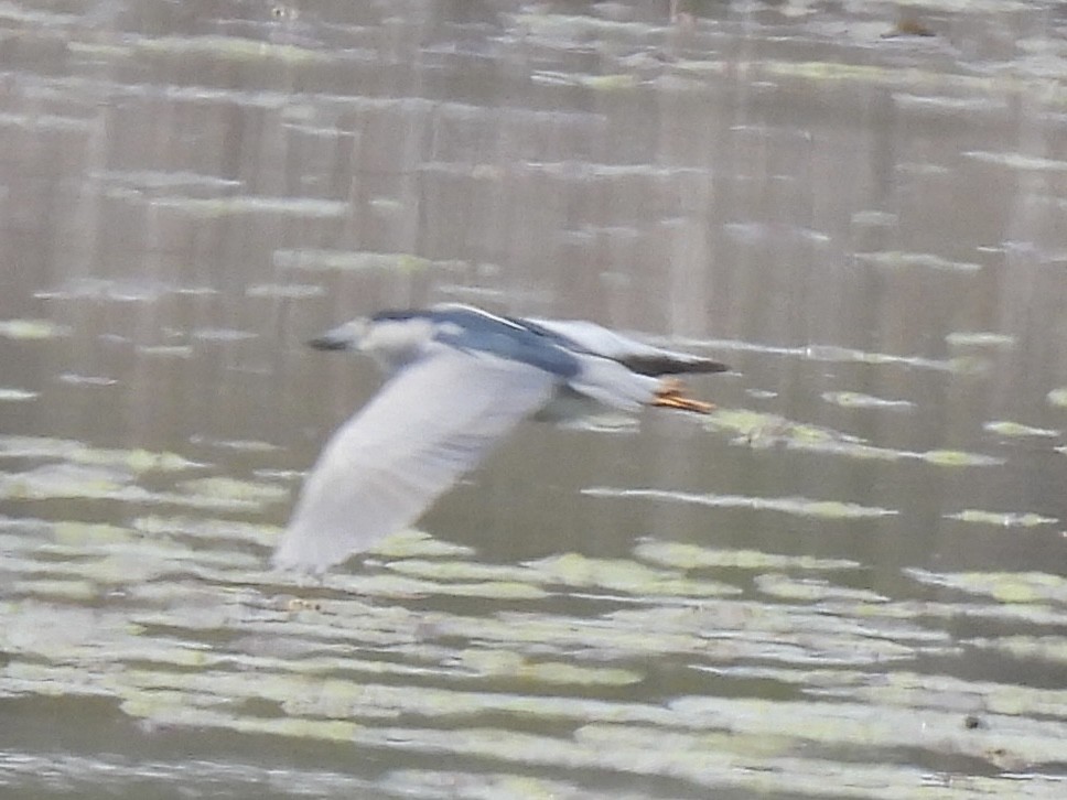 Ногоовор зашин - ML635715759